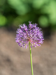 Close-up of the inflorescence of the Rosenbachian onion, Allium rosenbachianum, blooming in the garden