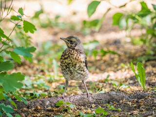 A fieldfare chick, Turdus pilaris, has left the nest and sitting on the spring lawn. A fieldfare...
