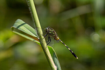 dragonfly on a branch