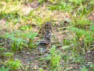 Wood bird Redwing, Turdus iliacus, feeds the chick with earthworms on the ground. An adult chick left the nest but its parents continue to take care of him.