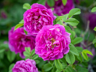Blooming rosehip flower, beautiful pink flower on a bush branch. Beautiful natural background of blooming greenery.