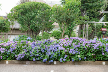 神社と紫陽花