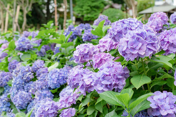 神社と紫陽花