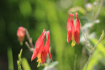 Red and yellow columbine flowers close-up with bright petals on a sunny spring morning in a meadow