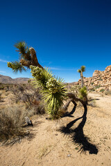 joshua tree national park state