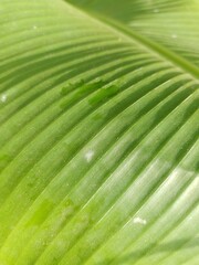 closeup view of texture pattern green banana leaf