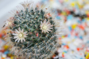 cute cactus flower in pot