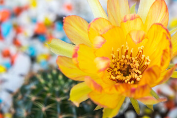 cute cactus flower in pot