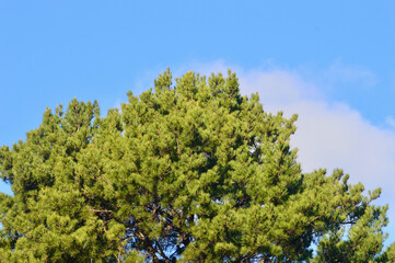 A large tree against a blue winter sky