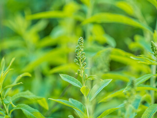Young plants with green fresh shoots of Spiraea salicifolia