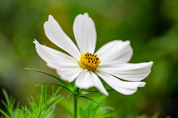 Obraz premium white cosmo in the morning