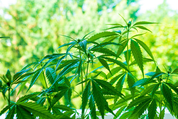 Medicinal hemp bushes in an industrial greenhouse. Commercial Growth Of Cannabis