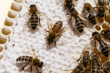 Eine Honigbienen Drohne zwischen Arbeiterinnen