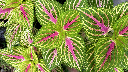 Codiaeum variegatum is a species of plant in the genus Codiaeum © lesnawati