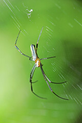 The long leg spider on web