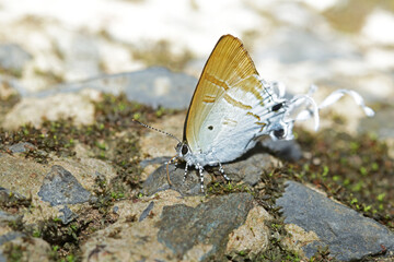 a butterfly on ground