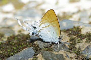 a butterfly on ground