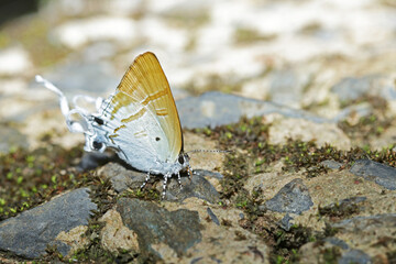 Fototapeta na wymiar a butterfly on ground