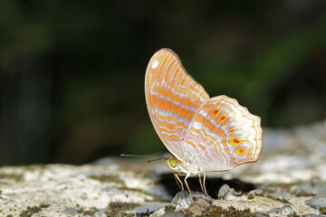a butterfly on ground