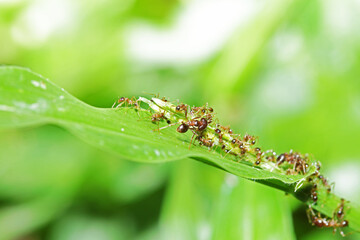 a group of red ant on the branch