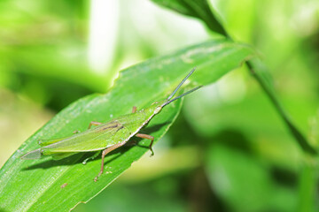 green grasshopper on a leaf