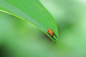 a fly insect on green leaf