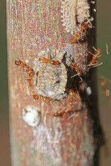 The group of red ant on the tree