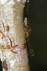 The group of red ant on the tree