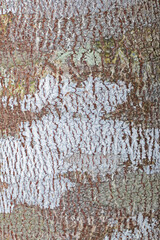 The bark tree texture