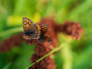 草むらのヒョウモンチョウ