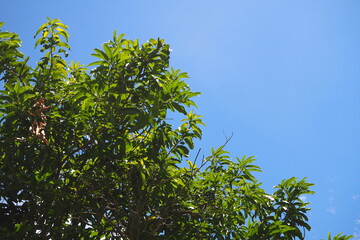 Green bush leaves in sunny weather on blue sky and white cloud background
