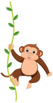 Monkey hanging on liana