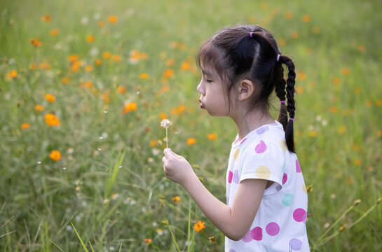 Little Asian Girl Blowing Dandelion In Yellow Flower Fields.