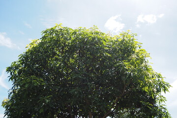 Green bush leaves in sunny weather on blue sky and white cloud background