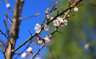 Blooming cherry tree in the home garden. Cherry flowers in a home garden close up. A bouquet flowers. Floral collage. Flower composition. Nature.