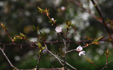 Blooming cherry tree in the home garden. Cherry flowers in a home garden close up. A bouquet flowers. Floral collage. Flower composition. Nature.