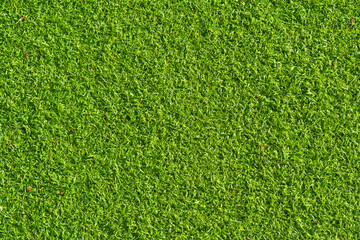 Obraz premium green grass texture background
