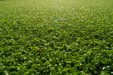 green grass background