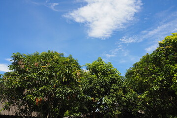 Green bush leaves in sunny weather on blue sky and white cloud background