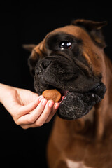 A German boxer dog takes a dog treat from the hands of its owner close-up on a black background