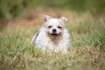 Dog smile and happy in summer sunny day, lying in the grass.