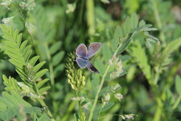 butterfly on a flower