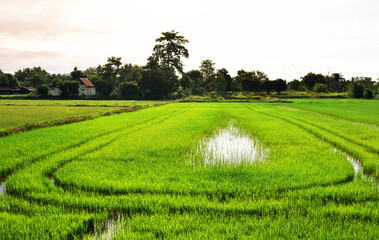 Beautiful green rice field in rural and blue sky reflect on water surface. Beautiful curves of lush green rice fields growing with light reflecting the on surface of the water in the fields.