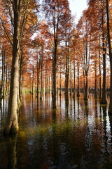 The beautiful forest view on the water in autumn