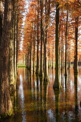 The beautiful forest view on the water in autumn