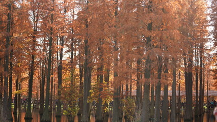 The beautiful forest view on the water in autumn
