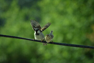 bird on a wire