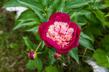 One blooming peony and two unopened peonies grow on the lawn