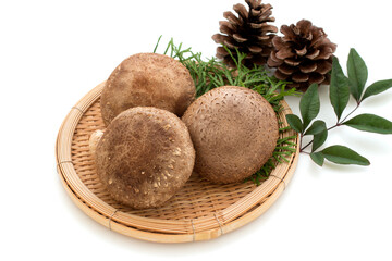 Shiitake mushuroom on white background (Called Shiitake in Japan)