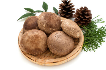 Shiitake mushuroom on white background (Called Shiitake in Japan)